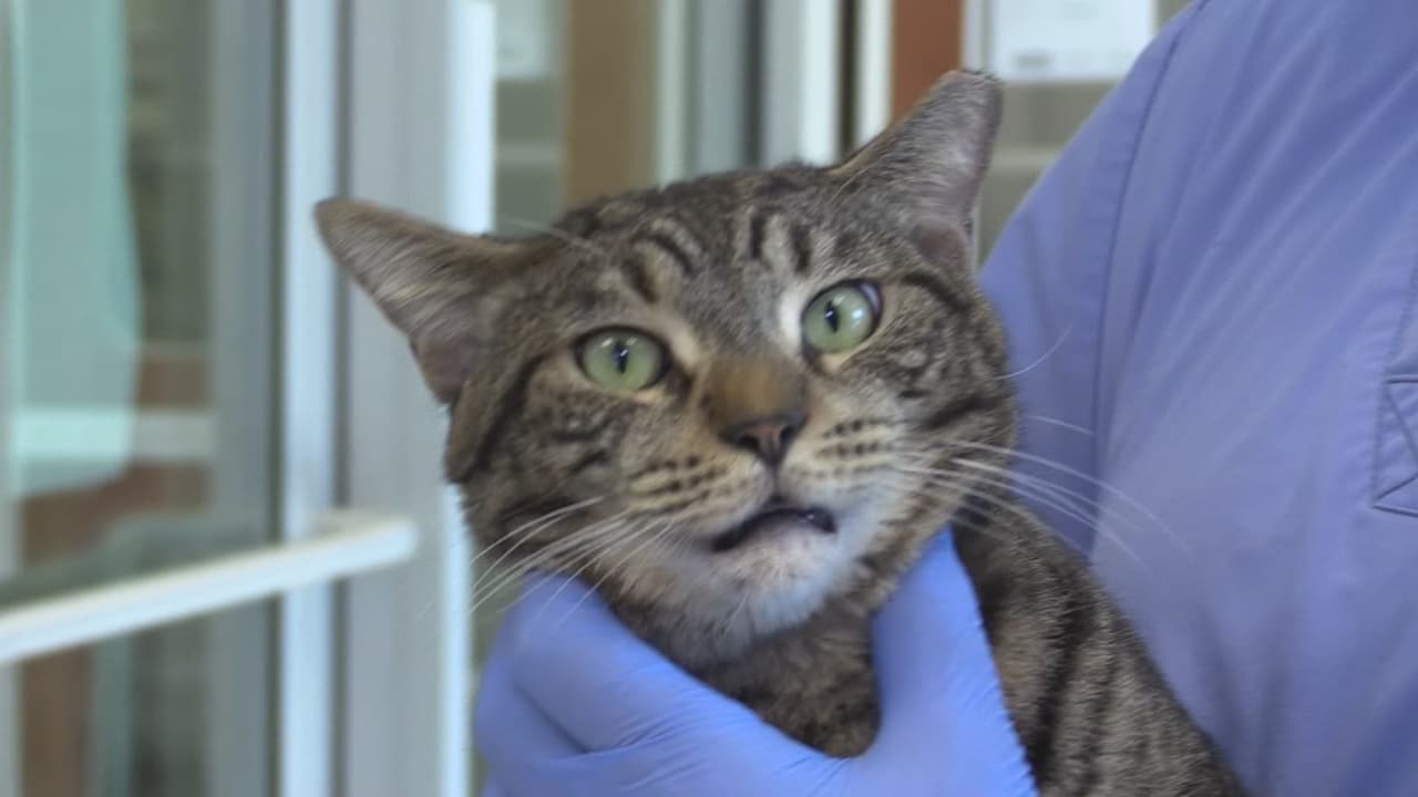 “Las personas tienen que saber atraparlos y los deben tratar de acuerdo con la ley. De ninguna manera se les puede hacer daño y cuando los atrapan no pueden estar mucho tiempo en la jaula. Tienen que darles de comer y deben tener agua”, agrega Muñoz.