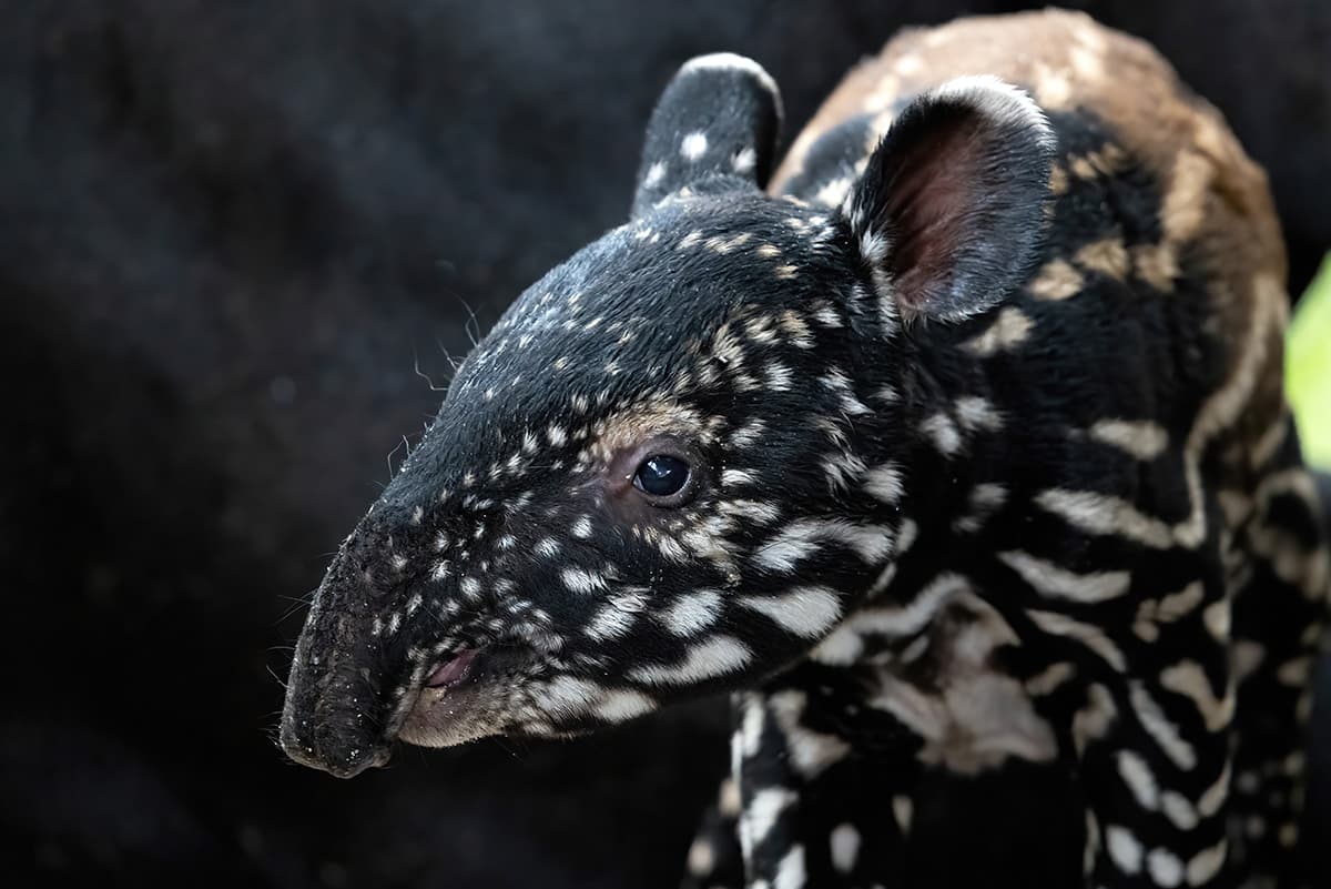 Los tapires malayos pueden llegar a pesar en su vida adulta hasta 800 libras.