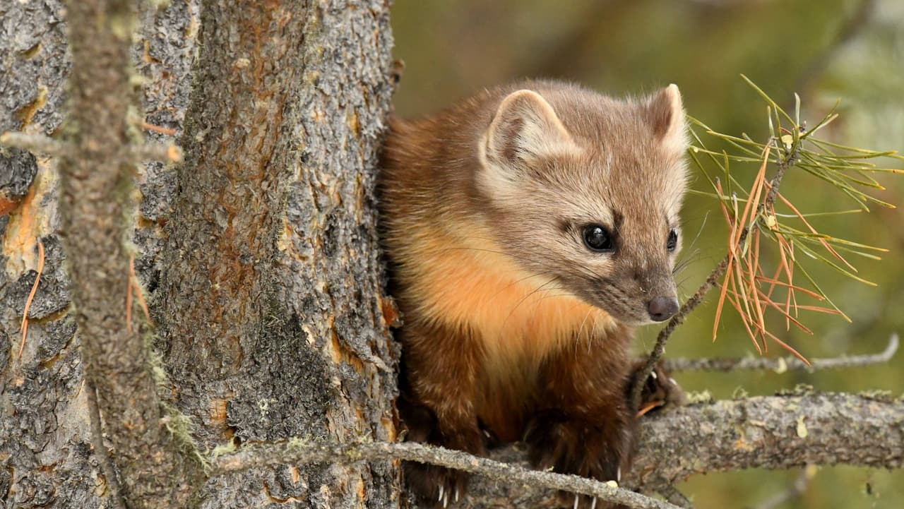 Especies como los mapaches pueden vivir en una variedad de hábitats, pero especies como la marta solo pueden vivir en áreas específicas y dependen de ese hábitat para sobrevivir.