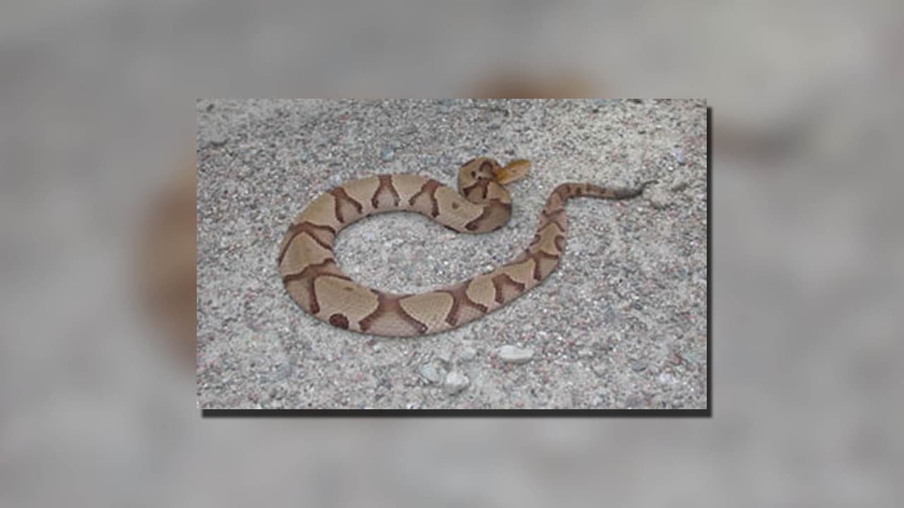 <h2 class="cms-H2-H2"><b>¿Cuáles son las serpientes venenosas en Georgia?</b></h2>
<br>
<br>Sollenberger indicó que hay 
<b>47 especies que son nativas de Georgia, de las cuales solo 7 son venenosas.</b> La que se ve con más frecuencia en las zonas urbanas es la serpiente cabeza de cobre (
<i>copperhead).</i>
<br>
<br>
<h3 class="cms-H3-H3"><b>Serpiente cabeza de cobre</b>/<b>Copperhead (<i>Agkistrodon contortrix</i>)</b></h3>
<br>
<b>Venenosa</b>
<br>Miden entre 24 y 40 pulgadas, son pesadas y 
<b>tienen cabezas grandes triangulares con pupilas elípticas (ojos de gato).</b> El cuerpo es de color canela a marrón, con bandas oscuras en forma de reloj de arena a lo largo del cuerpo.
<b> Las que están cerca de la costa a menudo tienen bandas cruzadas que se rompen en el centro de la espalda. </b>La cabeza es de color marrón sólido y tiene dos pequeños puntos en el centro. Las jóvenes se parecen a las adultas, pero tienen una punta de cola amarilla brillante.