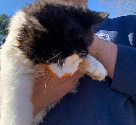 El gato se econtraba atrapado en una lata de comida