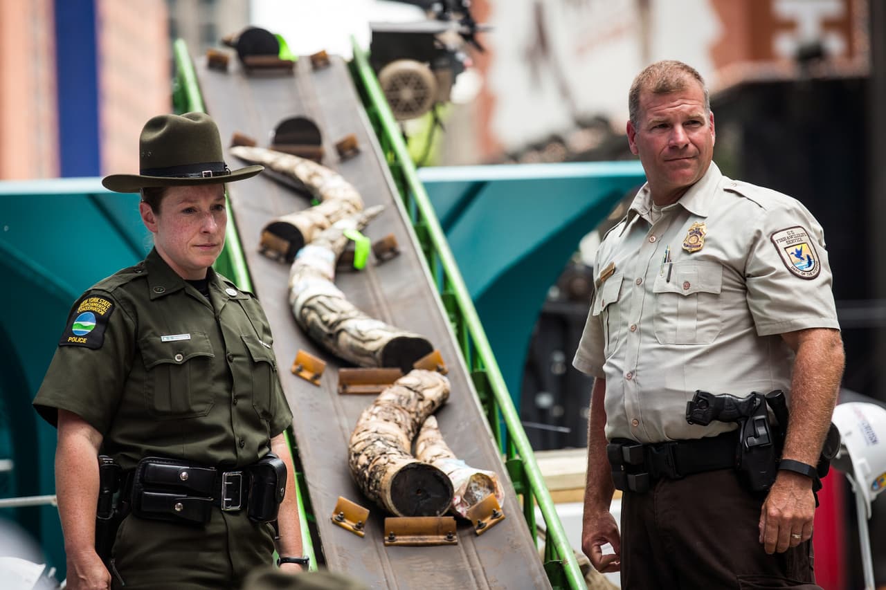 Oficiales del Servicio de Vida Salvaje y Marina de Estados Unidos destruyeron piezas de marfil trituradas.