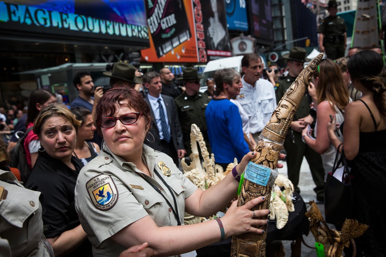 Estas piezas de marfil trituradas fueron confiscadas por las autoridades en Times Square el 19 de junio del 2015.