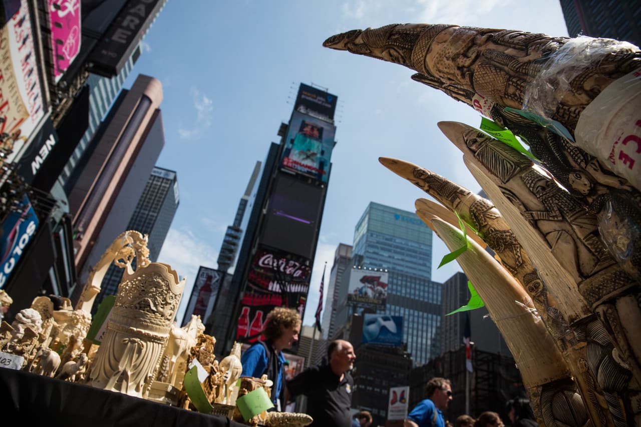 El evento público fue organizado para concientizar sobre el comercio ilegal de marfil y la caza de elefantes.