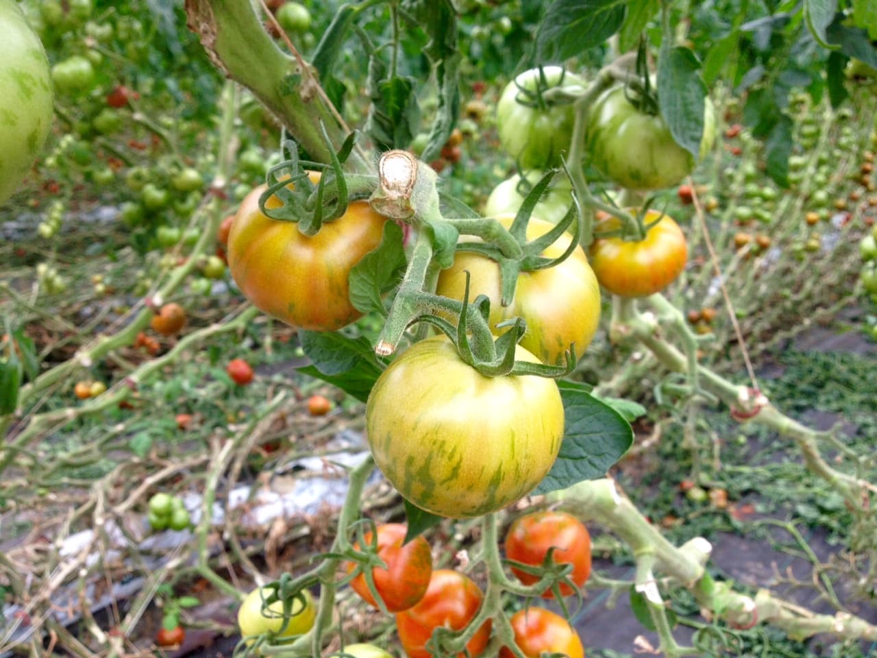 La perfección de los tomates del desierto