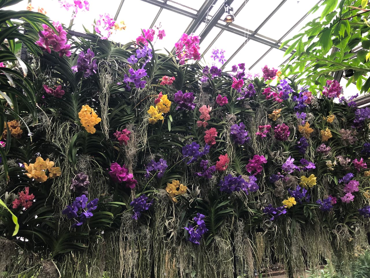 <a href="https://www.univision.com/local/philadelphia-wuvp/orquideas-flor-que-adorna-el-invierno-fotos">La asombrosa Extravagancia de Orquídeas </a>p resenta orquídeas artísticamente drapeadas que abrazan las ventanas, cuelgan de las macetas y flotan sobre el conservatorio de Longwood Gardens. La encantadora presentación hace que la atracción sea ideal para un retiro romántico.
<br>
<br>Dónde: Longwood Gardens, 1001 Longwood Road, Kennett Square.