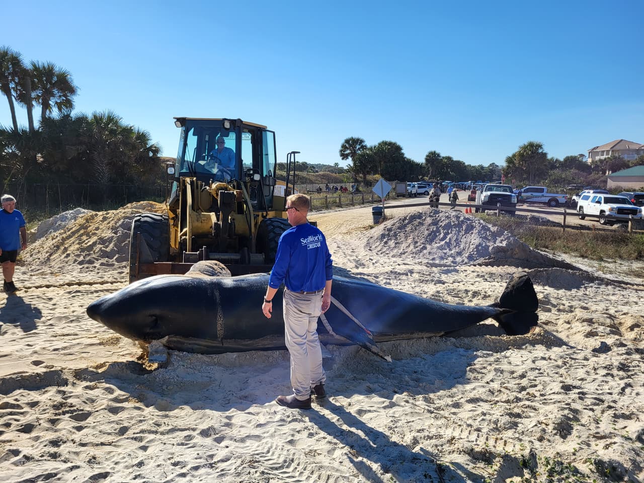 La ballena asesina de más de 7,000 libras de peso y 21 pies de largo fue localizada la mañana del 11 de enero al sur de Jungle Hut Park en Palm Coast, de acuerdo con informes iniciales del Alguacil del condado Flagler. La Administración Nacional Oceánica y Atmosférica señaló a través de un comunicado que la ballena era una hembra de edad adulta y que no tenía algún indicio de interacción con humanos o golpes, además se detectaron algunos "signos de enfermedades". Los detalles de la causa de la muerte de la ballena asesina que apareció en la costa de Florida serán dados a conocer una vez que se concluya la necropsia y los estudios de laboratorios correspondientes.