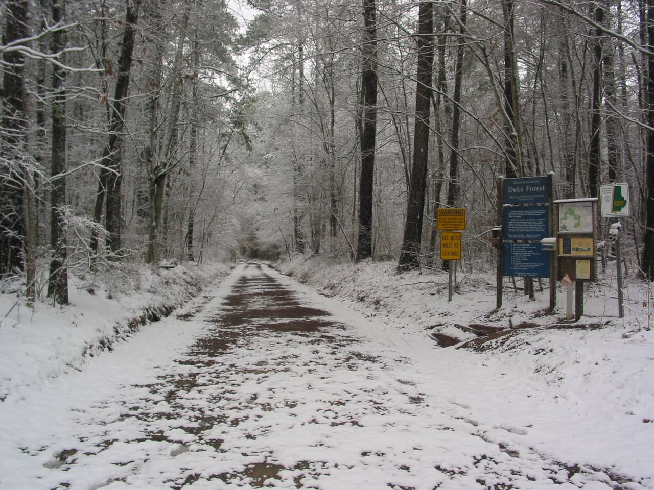 Un sendero comienza cerca de un desvío a lo largo de NC 751 cerca de Constitution Drive. Desde allí, puede caminar 3 millas de ida y vuelta a través de senderos de grava rodeados de pinos con un puente panorámico cerca del principio. El invierno es especialmente maravilloso para explorar Duke Forest, gracias a los pinos de todas las formas y tamaños que rodean sus senderos.