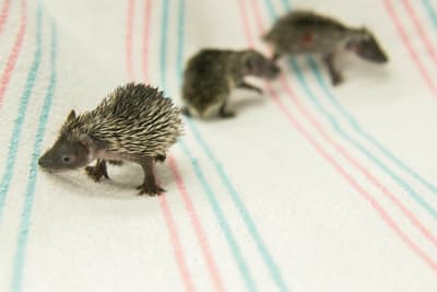 El 16 de junio, tres erizos menores de Madagascar nacieron a las 11:00 am. Los pequeños recién nacidos pesaban solo 10 gramos y ahora pesan 10 veces más.