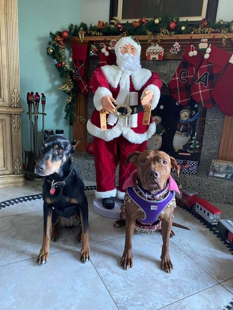 Estos perros de la familia Bernal están bien protegidos por Santa Claus.