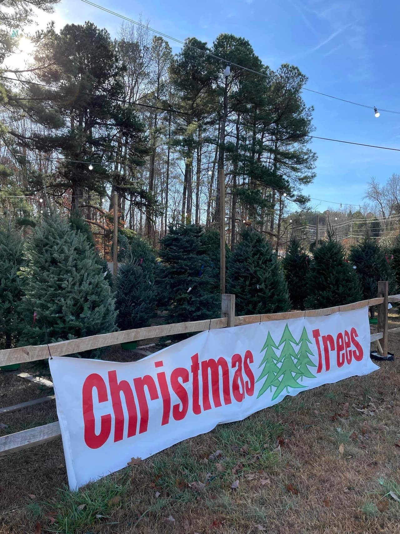 <b>Cranberry Tree Farm (A partir del 24 de noviembre)</b>
<br>
<b>Dirección</b>: Sucursales en Cary, Raleigh y Chapel Hill
<br>
<b>Teléfono</b>: 919-740-5248
<br>
<b>Sitio web</b>: 
<a href="https://cranberrytreefarm.com/">https://cranberrytreefarm.com/</a> 
<br>
<b><a href="https://maps.app.goo.gl/BswzEaBux4XGBgKi9">Cómo llegar / Sucursal de Raleigh</a></b>
<br>
<br>En la granja podrás cortar tu propio árbol o comprar algunos previamente cortados.