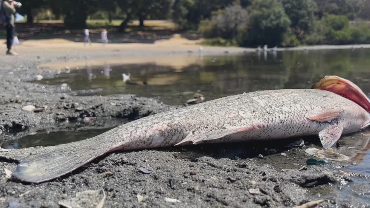 <b>Video.</b> Miles de peces muertos aparecen en costas del Área de la Bahía