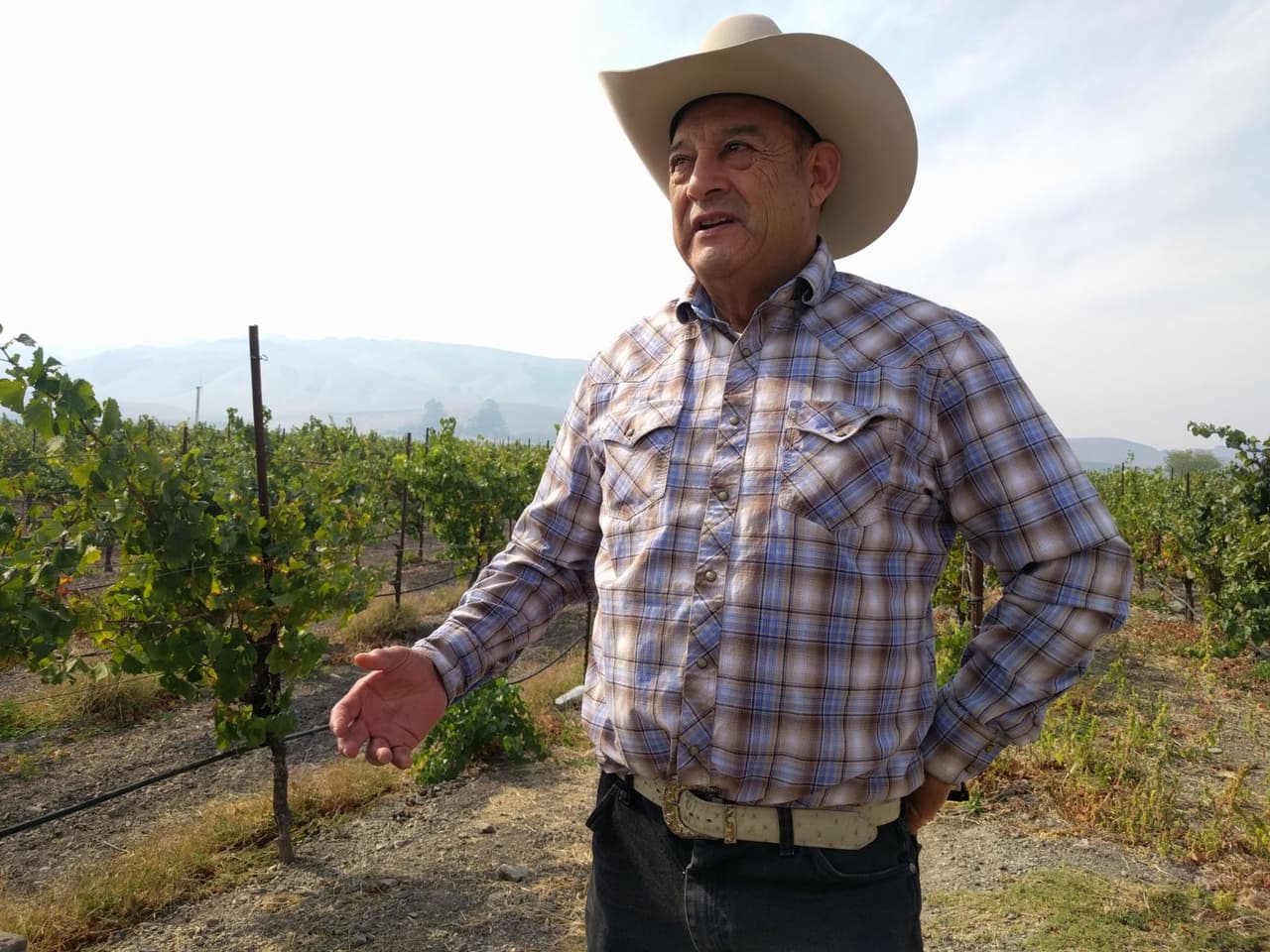 "Los viñedos aún no tenemos un plan": empresario mexicano afectado por los incendios