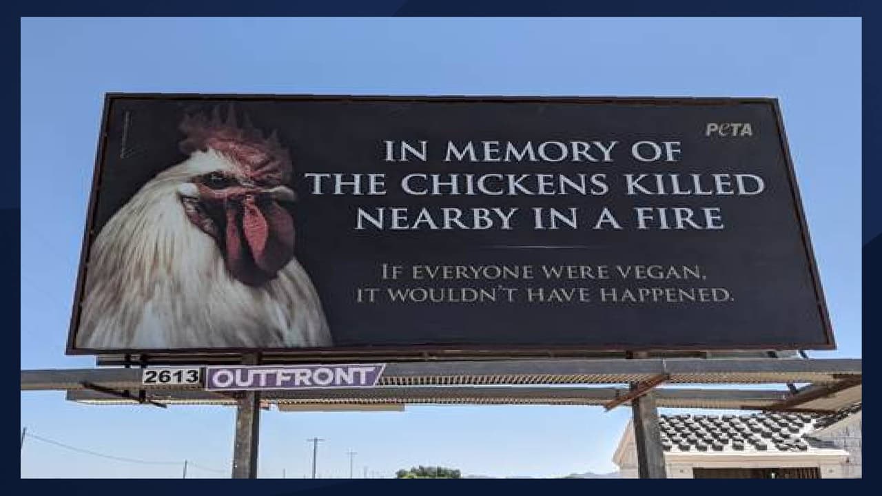 PETA conmemora la muerte de 165,000 gallinas con una valla publicitaria en Buckeye