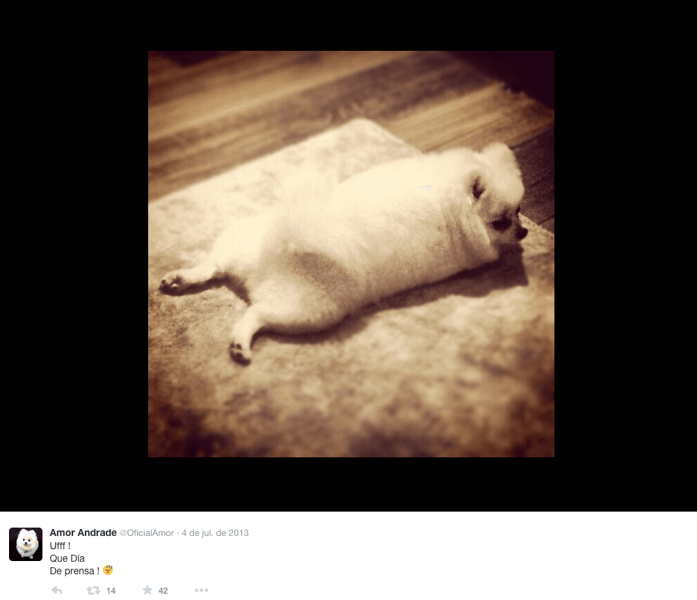 Amor es tan popular que termina agotada después de atender a la prensa. ¡Es toda una celebridad!