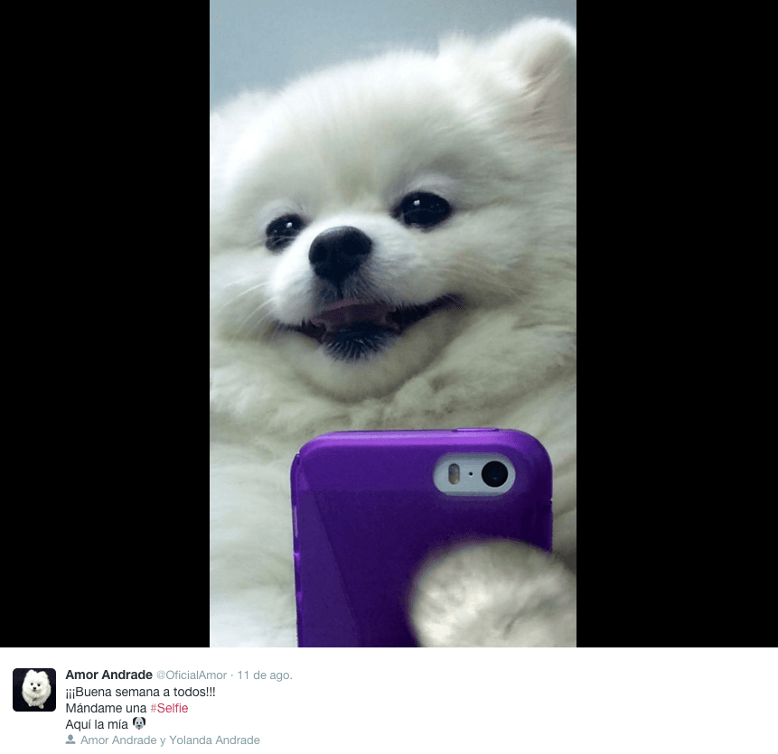 Si eres fan de Mojoe seguro conoces a Amor Andrade, una bella perrita Pomerania.