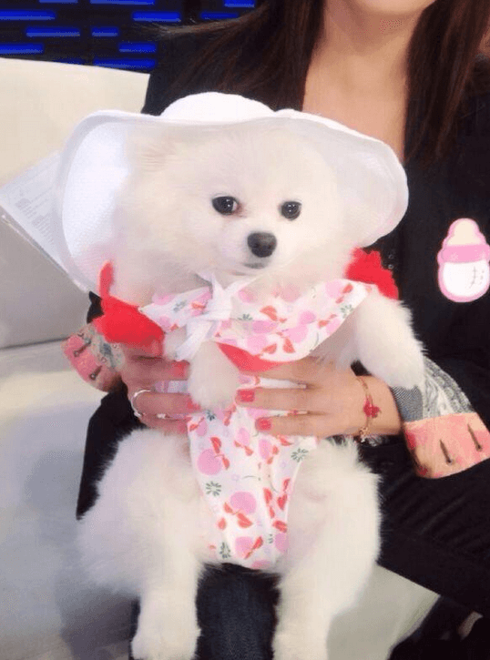 Amor siempre está a la moda y le encanta posar para las fotos.