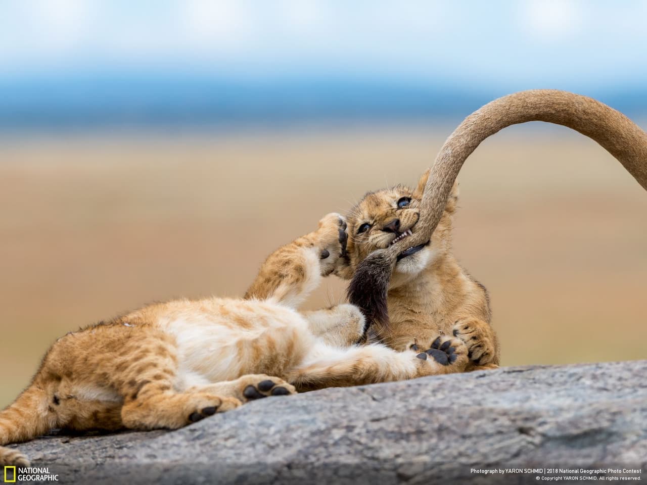 <b>Dientes de bebé. </b>“Vimos una manada de leones durmiendo sobre los kopjes en el Serengeti. Cuando nos acercamos a las rocas, vimos unos cuantos cachorros. El mejor momento fue cuando tres cachorros jóvenes comenzaron a jugar y a morder la cola de su madre, como a los gatitos que juegan con hilo. ¡No recuerdo un momento en el que me riera tanto!”, escribió la autora sobre la imagen, también premiada por el público en la categoría ‘Fauna silvestre’.