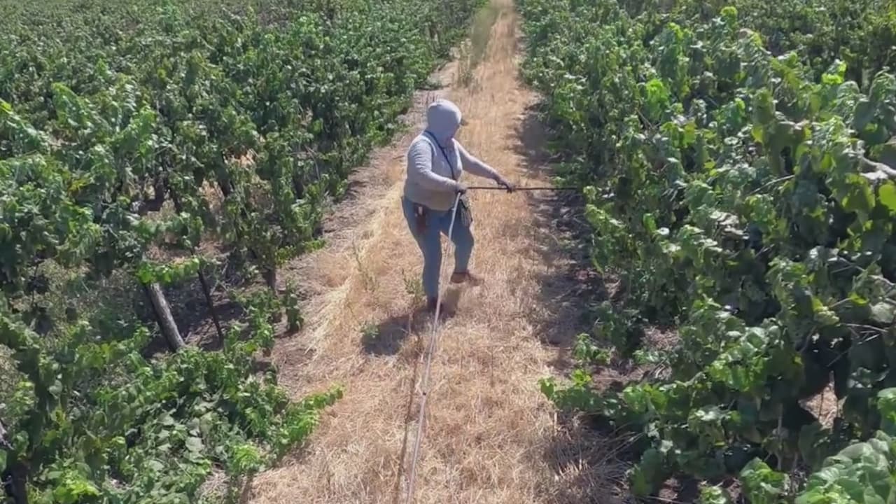 Trabajadores del campo reciben cientos de equipos de salud para protegerse contra el coronavirus