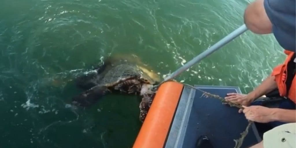 Así fue el rescate de esta tortuga marina atrapada en una línea de pescar
