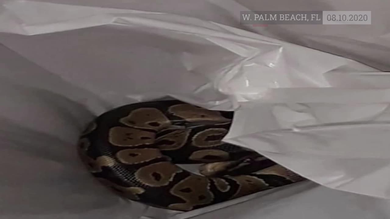 Fue a lavar su ropa y se encontró con esta enorme serpiente pitón dentro de su lavadora en Florida