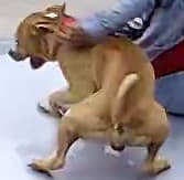 La Policía y personal de control de animales de Terrell agotaron todas las pistas e información disponible, pero el animal y su propietario no pudieron ser localizados.
<br>