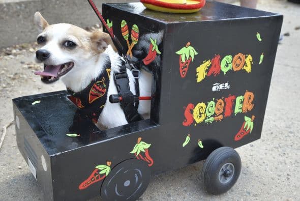 Decenas de perritos se disfrazaron y personificaron en tradicionales vestimentas para festejar el 5 de Mayo.