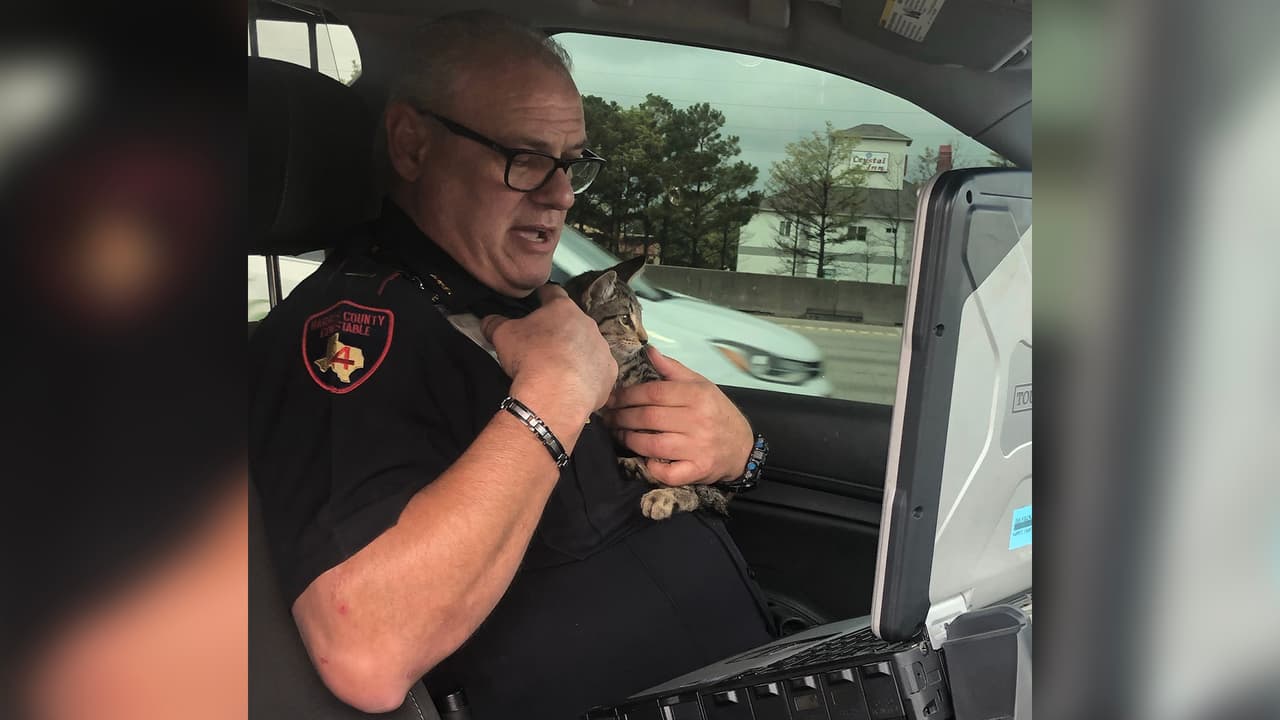 El gatito está en buenas manos y los oficiales le buscarán un hogar.