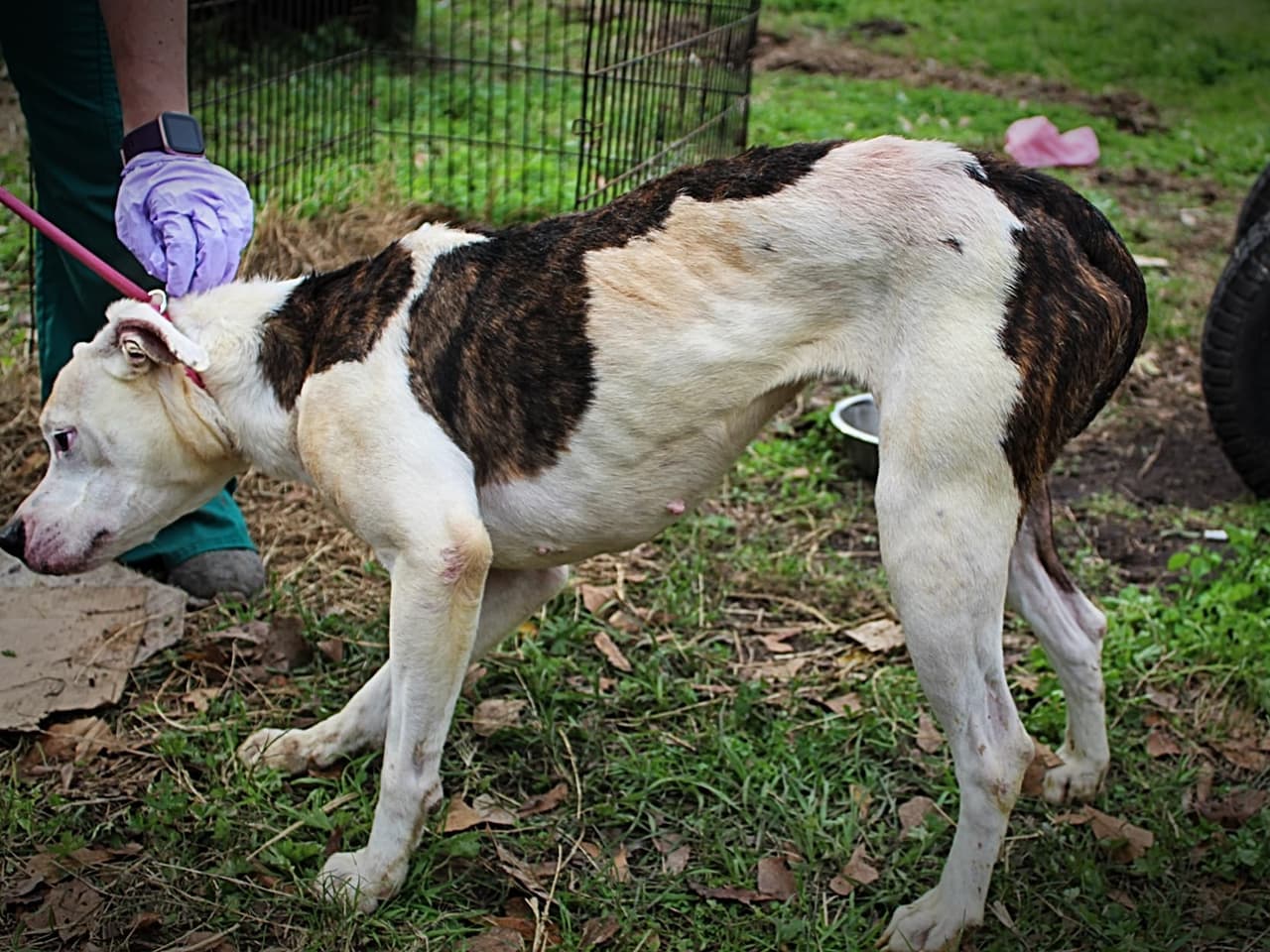 Las autoridades allanaron una propiedad el pasado 4 de febrero y encontraron a 70 animales con múltiples afecciones médicas no tratadas, en condiciones extremadamente insalubres.
