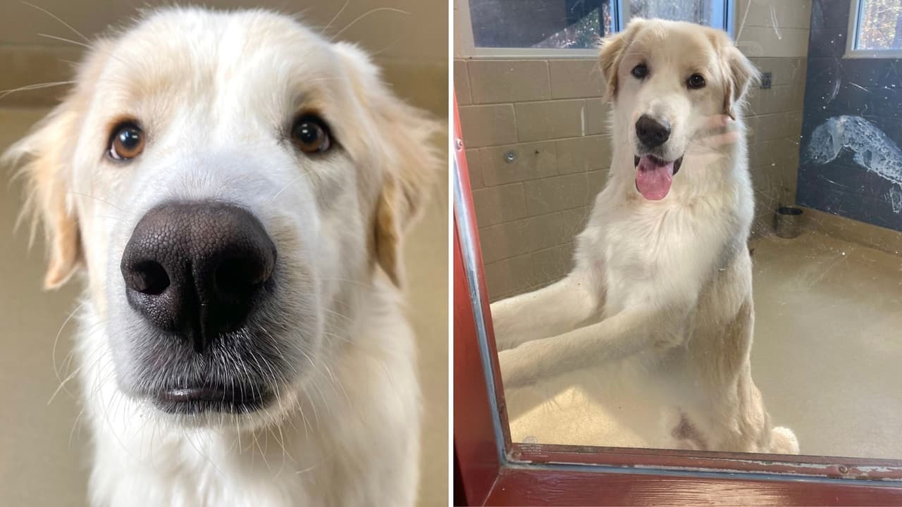 Perrito encuentra familia después de 14 adopciones fallidas: ¿Por qué nadie lo quería?