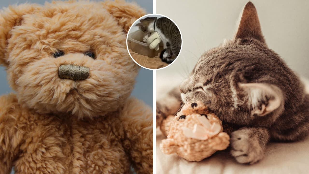Gatito es captado dándole de comer a su peluche favorito: la escena conmovió a TikTok