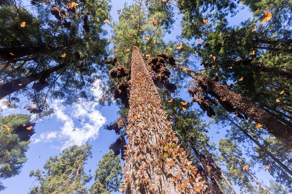 Texas es un estado importante en la migración de la monarca porque está situado entre los principales lugares de reproducción en el norte y las áreas de hibernación en México.