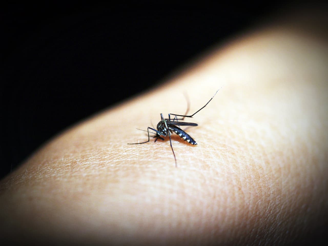 Emiten aviso por dengue en el condado Hillsborough