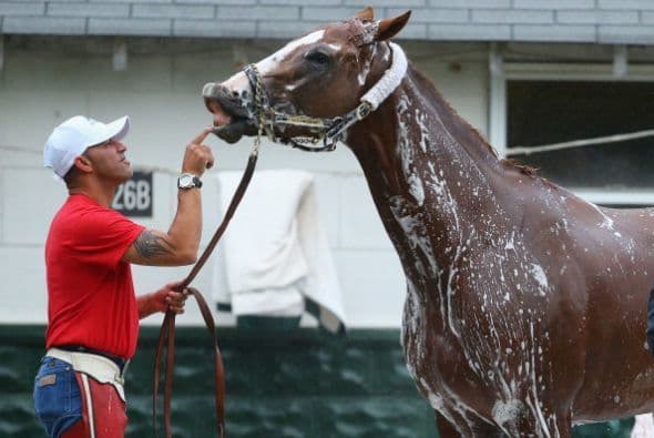 California Chrome, el ganador del Derby de Kentucky, es todo un coqueto. Aquí lo vemos tomando un bañito en Nueva York.