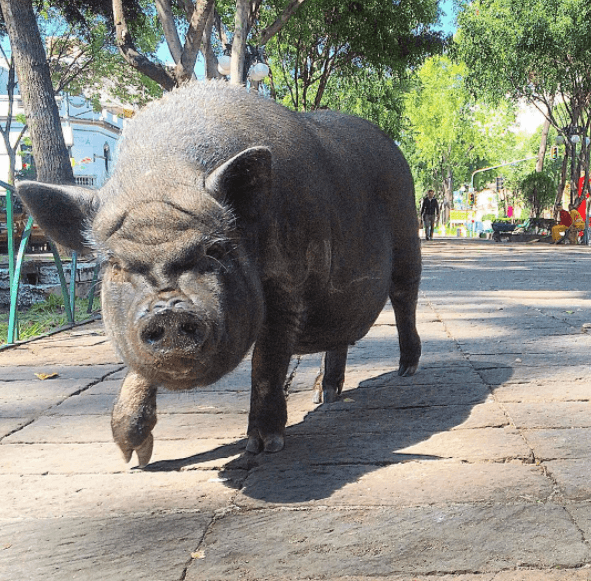 Para su adecuada alimentación, el dueño de La Chata evita darle de comer mango y plátano porque tiene demasiadas calorías para este animalito.
