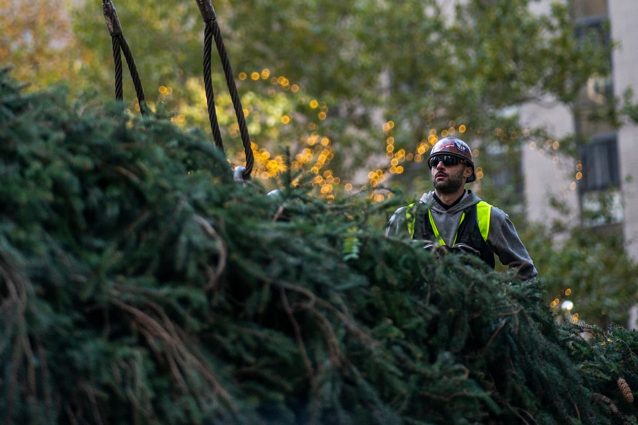 Un trabajador observa las ramas del árbol.