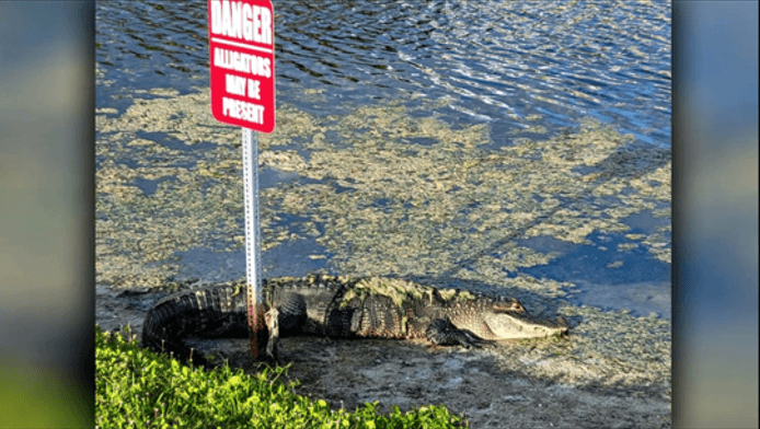 ¡Esta señal de advertencia en Seminole no miente!: Así captó un residente a un caimán    