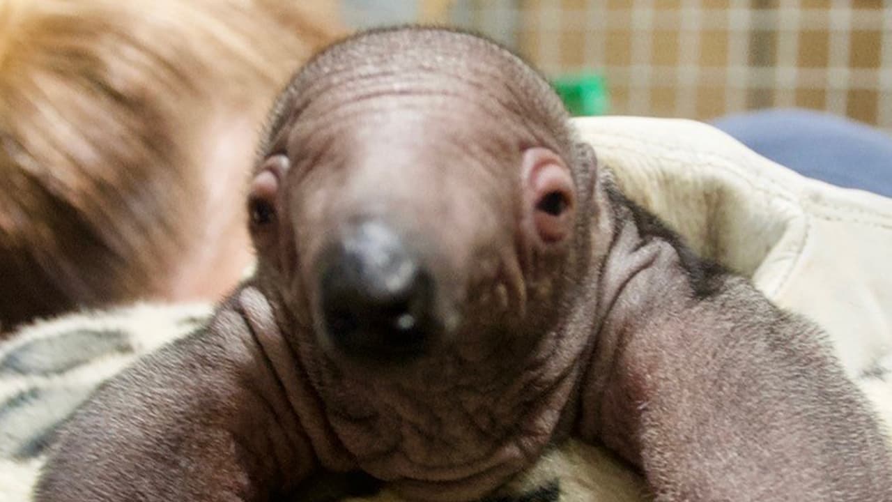 El zoológico de Houston se enorgullece en anunciar el nacimiento de un bebé de oso hormiguero gigante en medio de la pandemia del coronavirus.