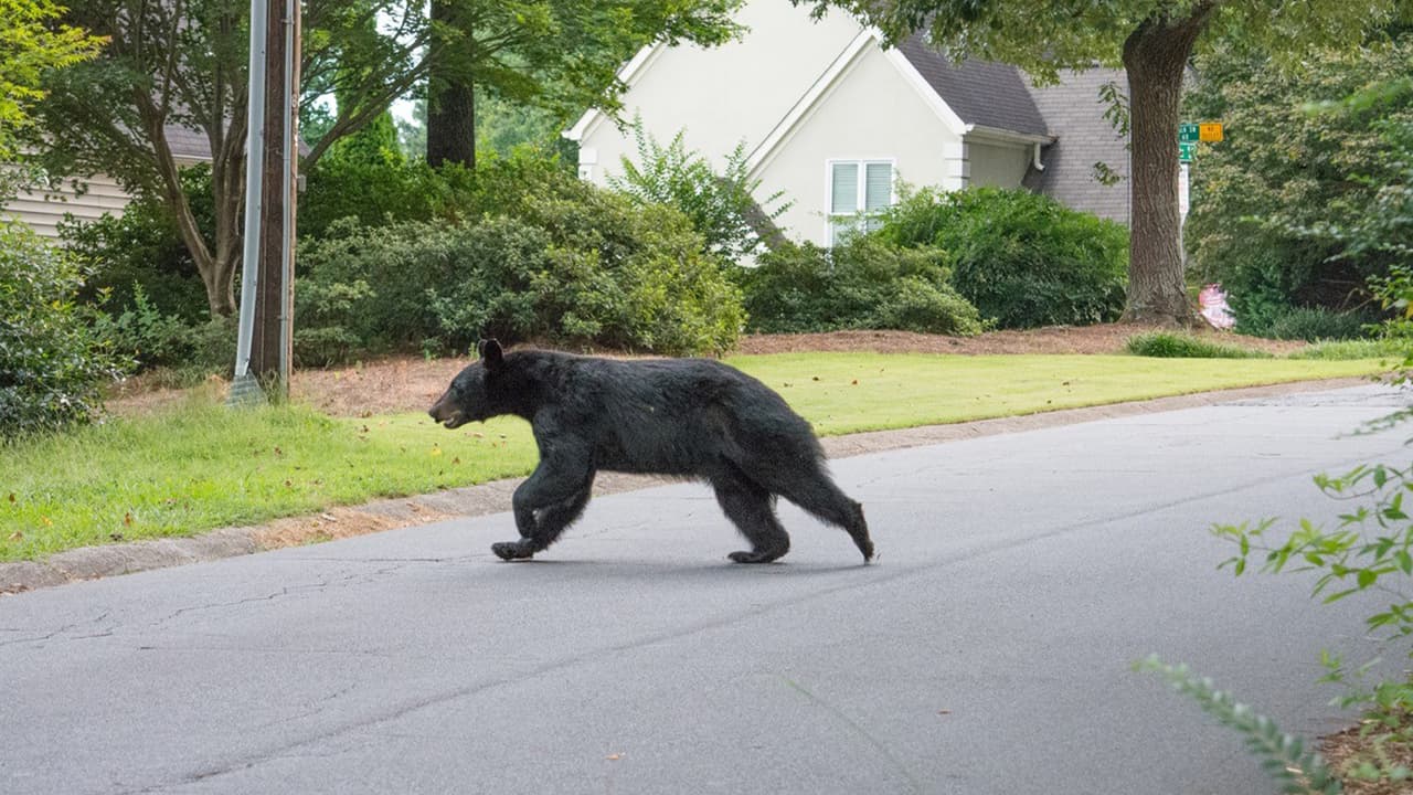 Un oso negro, macho adulto de aproximadamente 300 libras decidió visitar Marietta ayer. Desde la mañana del miércoles residentes de varios sectores de la ciudad notificaron a las autoridades de la presencia del oso.