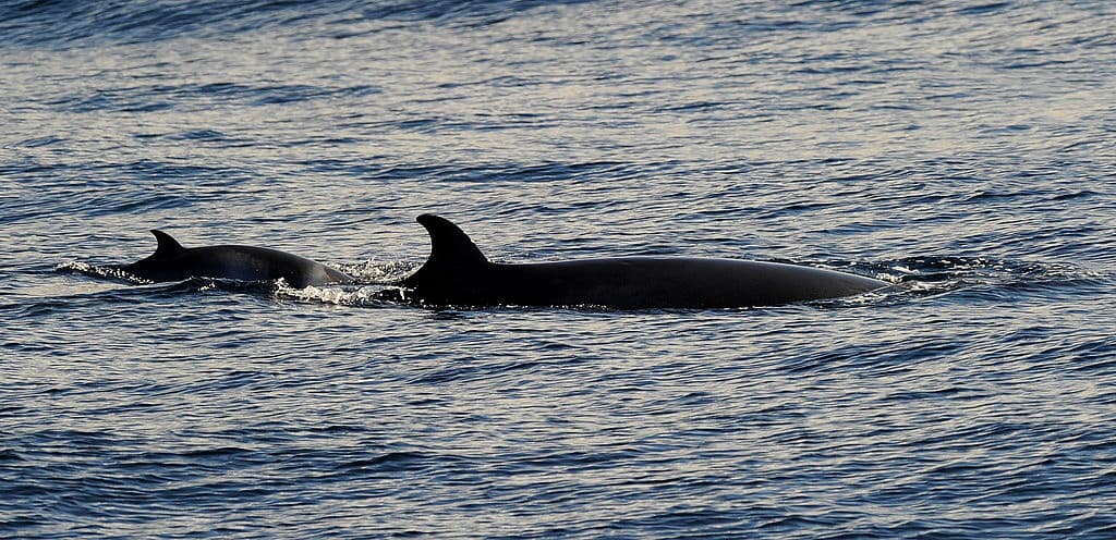 Siete cosas que debes saber sobre la caza de ballenas en Noruega