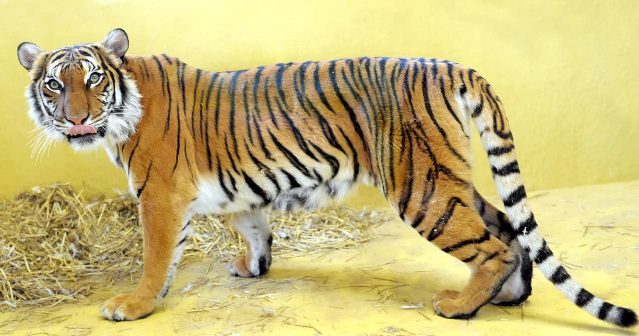 Tigre da muerte a cuidadora en zoológico de Palm Beach