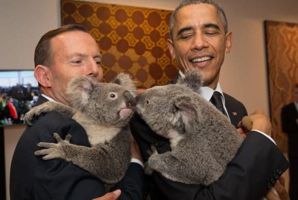 Esta especie endémica de Australia se encuentra en peligro de extinción debido a que el calentamiento global afecta su hábitat.