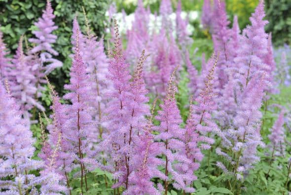 Astilbe. Cuidado: estas plantas requieren sol y mucho espacio, ¡se trata de un arbusto que puede alcanzar los 3 pies (1 metro) de alto y de ancho! Son resistentes a temperaturas cálidas, y también aguantan bien los fríos, heladas y vientos fuertes.