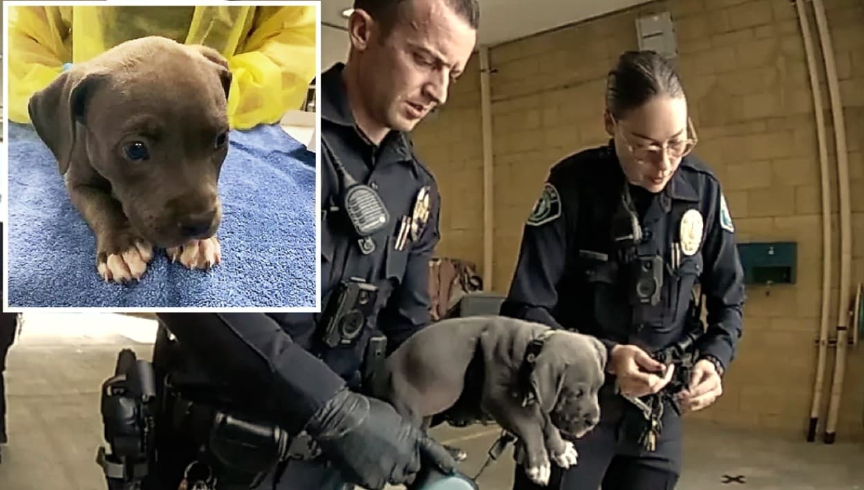 Perra sufre sobredosis con fentanilo y la policía la salva al arrestar a sus dueños en California