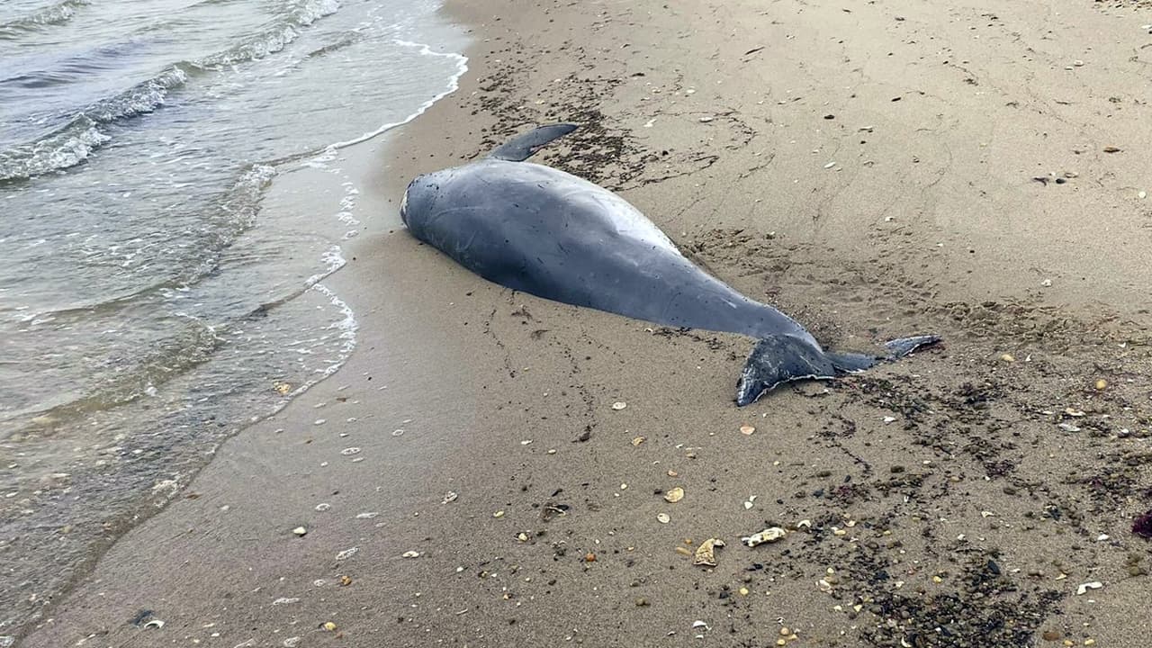 Un delfín es hallado sin vida en las playas de Lexington Park, Maryland
