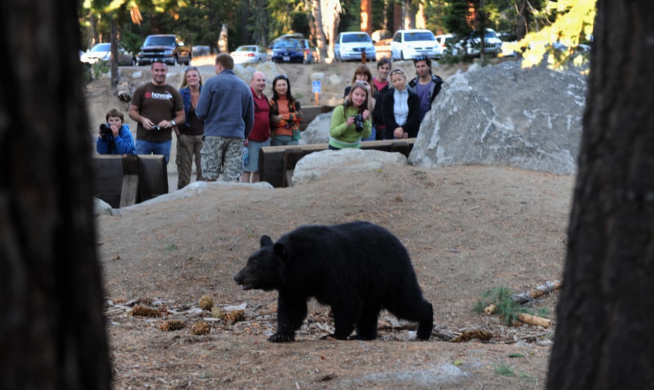 Si el oso está parado, aléjate lentamente y de lado; esto le permite vigilar al oso y evitar tropezar. Moverse hacia los lados tampoco es una amenaza para los osos. No corras, pero si el oso te sigue, detente y mantente firme. Los osos pueden correr tan rápido como un caballo de carreras tanto cuesta arriba como cuesta abajo. Como los perros, perseguirán a los animales que huyen. No te subas a un árbol. Tanto los osos pardos como los osos negros pueden trepar a los árboles. Sal de la zona o toma un desvío. Si esto es imposible, espera hasta que el oso se aleje. Deja siempre al oso una ruta de escape.