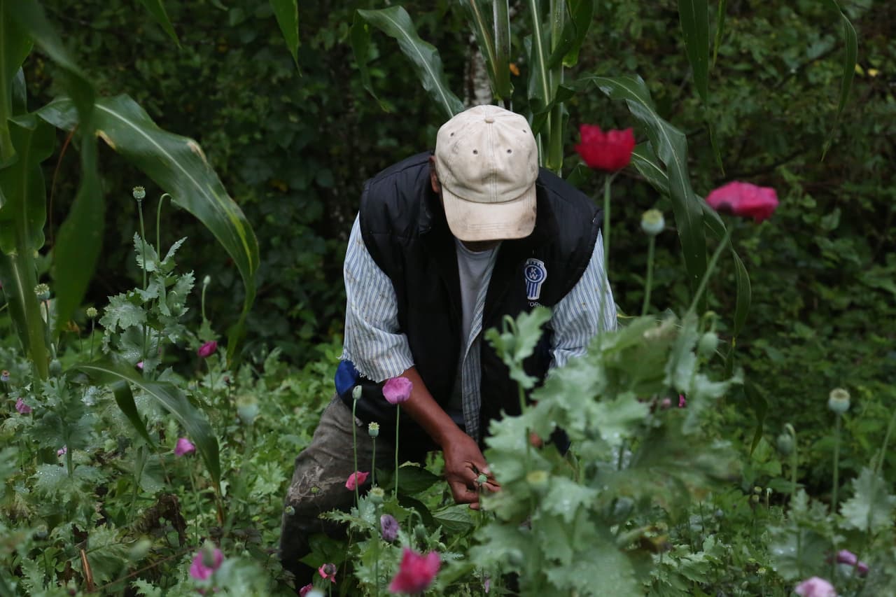 En Fotos: Así son los campos mexicanos donde se cultiva amapola, la flor de la que provienen los opioides 