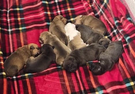 Dos hombres, 
<b>identificados como Jason y Germain Tomás, fueron arrestados en el lugar.</b> Según las autoridades, ninguno contaba con identificación como propietario de armas ni con licencia para portación oculta. Jason enfrenta cargos relacionados con la fabricación y distribución de cocaína, posesión de drogas y posesión ilegal de armas. 
<br>
<br>Por su parte, Germain enfrenta cuatro cargos por posesión ilegal agravada de armas. Ambos permanecen detenidos en la cárcel del condado tras su primera comparecencia ante el tribunal.