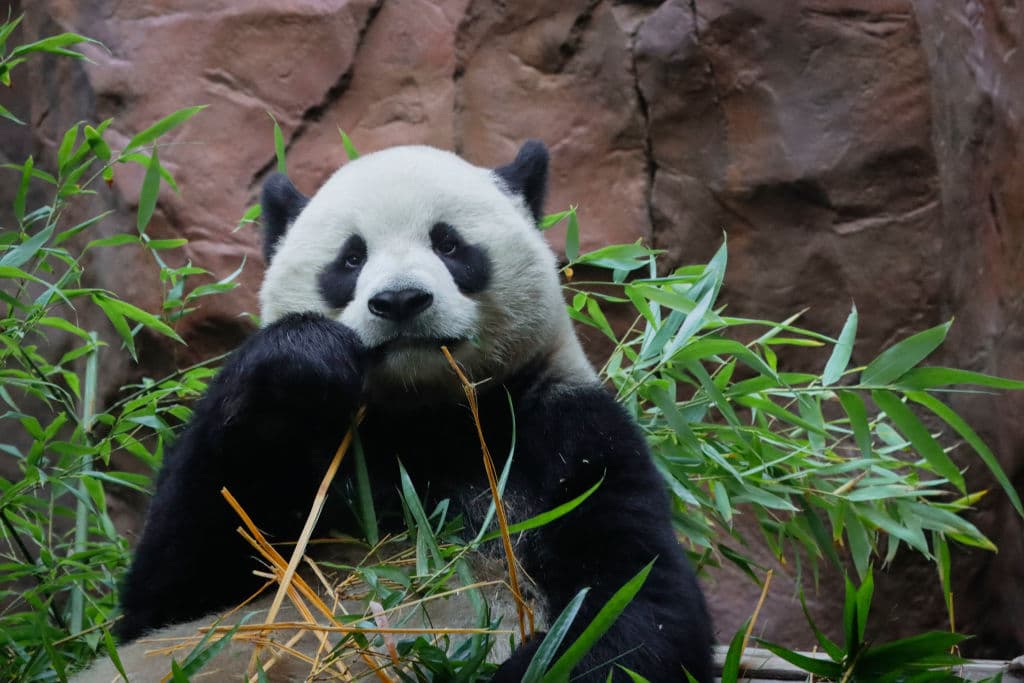 Los osos panda son considerados tesoros nacionales de China. Basta con mirar a Yun Chuan, el oso panda gigante macho que envió a San Diego, para entender por qué son tan valorados.