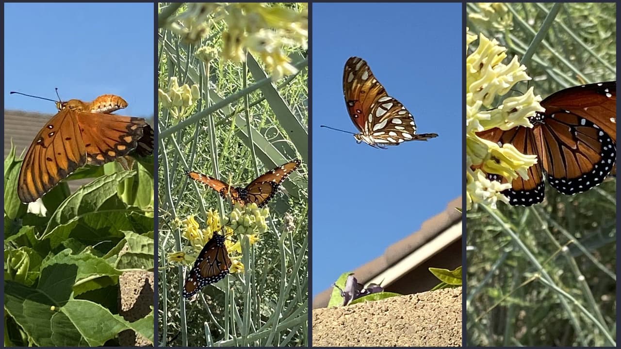 Las mariposas están de vuelta en
<i><a href="https://goo.gl/maps/4EwbGV4ctXw35gQ9A" target="_blank">El Rio Preserve</a></i>
<a href="https://goo.gl/maps/4EwbGV4ctXw35gQ9A" target="_blank"> de Marana, Arizona</a>. Aquí encontrarás diferentes tipos de mariposas.